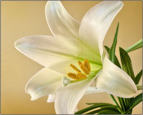10 Types And The Meaning Of White Lilies Blog Floweradvisor