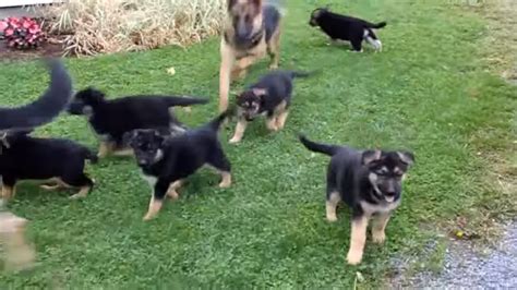 Look at pictures of german shepherd dog puppies who need a home. German Shepherd Puppies For Sale - YouTube