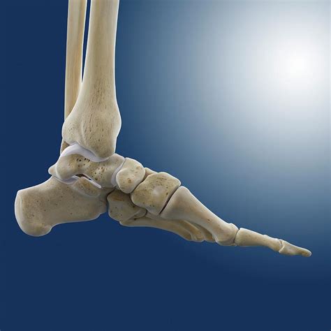 Medial Foot And Ankle Bones Photograph By Springer Medizin