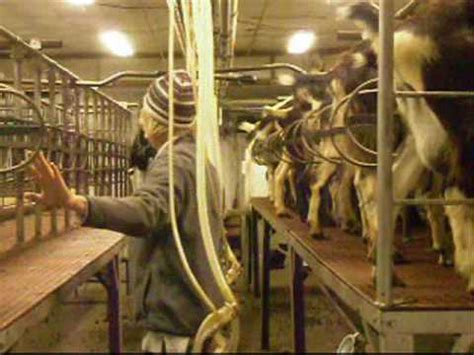 Dairy Goat Milking Parlor YouTube