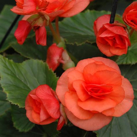 Not only are tuberous begonias easy to grow, but they can exhibit. Solenia® Orange Begonia Plant | Free Shipping