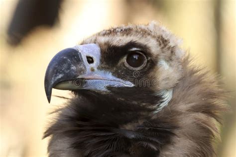 Portrait Of A Vulture Bird Close Up Stock Photo Image Of Hunter