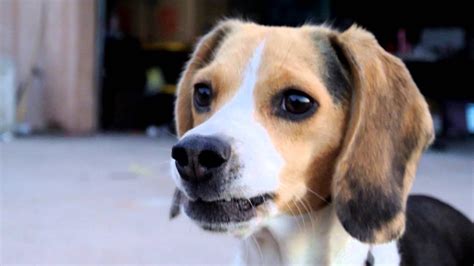 Cute Beagle Puppy Barking Pocket Tri Colored Miniature