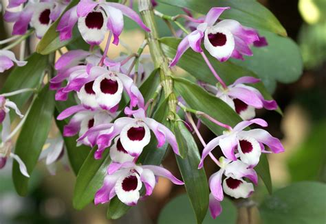 Dendrobium Nobile Orquídeas Del Mundo
