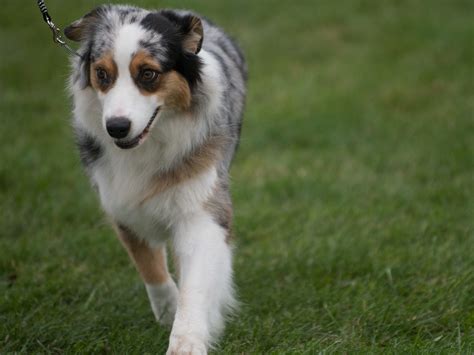 Meet The Newest Akc Recognized Dog Breeds Trendy Matter