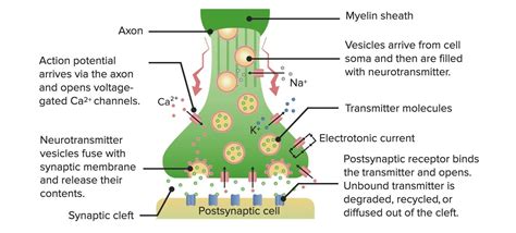 Receptors And Neurotransmitters Of The Cns Concise Medical Knowledge