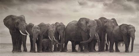 Nick Brandt B 1966