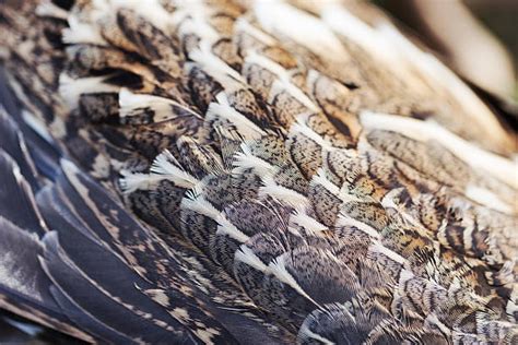 60 Grouse Feather Ruffed Grouse Multi Colored Stock Photos Pictures