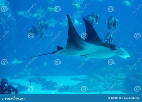 Manta Ray Floating Underwater Stock Image Image Of Life Ocean 40084141