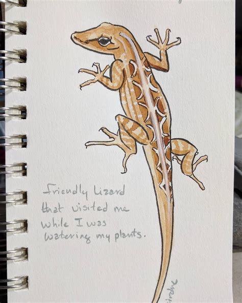 Quick Sketch Of A Lizard From My Garden She Was Very Curious I Think