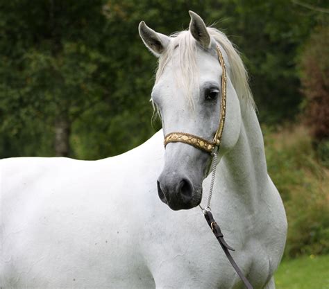 Arabian White Horses White Arabian Horse Arabian Horse