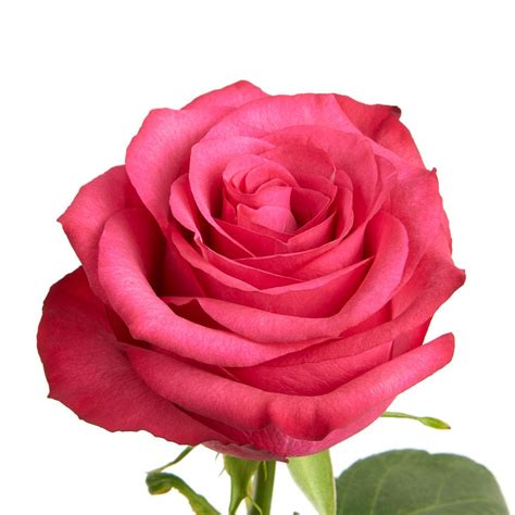 Maybe you would like to learn more about one of these? This is Lola from Ecuador, she is a zesty hot pink rose ...