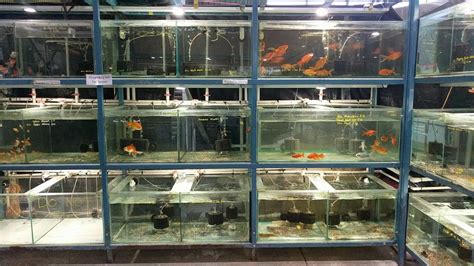 Welcome to the aquarium factory! Family Pet & Aquarium - Pet store | 156 Marshalltown Rd ...