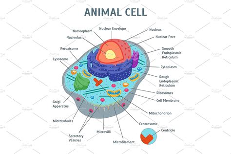Animal Cell Anatomy Banner Illustrations Creative Market