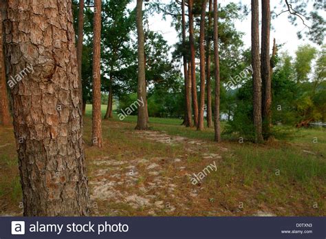 Pine Trees In The Angelina National Forest In East Texas Stock Photo