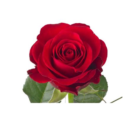 Rose Red Ribbon 40cm 20 Tiges Livraison De Roses Rouges