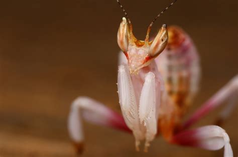 A great pet for anyone very low maintenance and they eat a variety of fruit and veg. Orchid Mantises Have Flower Power | Featured Creature