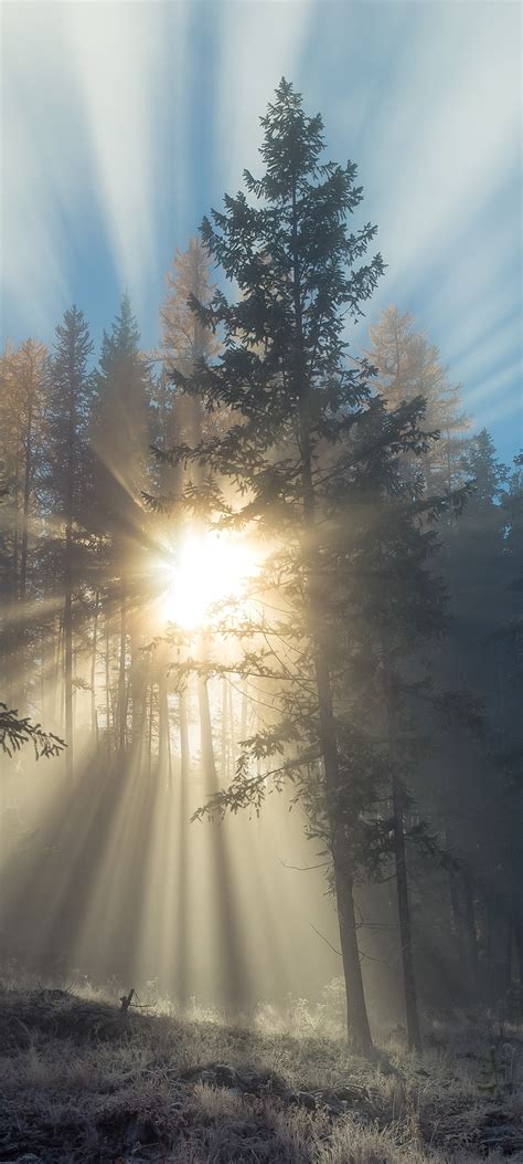 Foggy Sunset Wallpaper 4k Forest Sun Rays Landscape Trees Misty