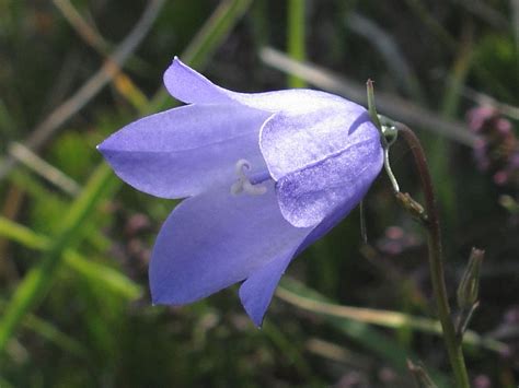 Harebell Rare In South West England Wildlife Insight