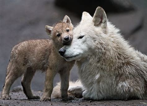Photo By Ja Kok Wolf Pups Cute Animals Animals Hugging