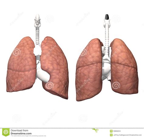 A man slipped and injured his leg. Internal Organs - Lungs Stock Images - Image: 30806224