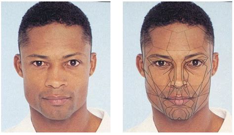Perfect Face Proportions Male
