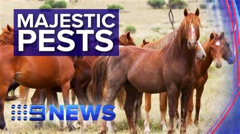 heated debates over culling of wild brumbies nine news australia youtube