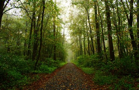 Beautiful Forest Paths Images Galleries With A Bite