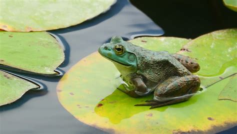 Bright Green Frog On Lily Stock Footage Video 100 Royalty Free
