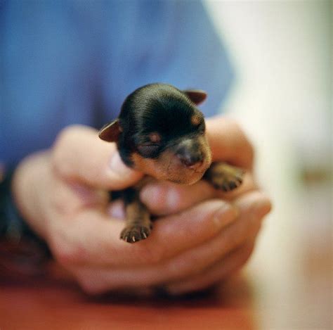 Newborn Rottweiler puppy.