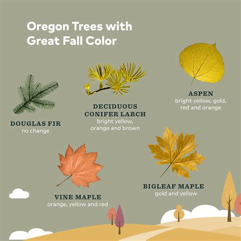Guide To Fall Foliage In Oregon Travel Oregon