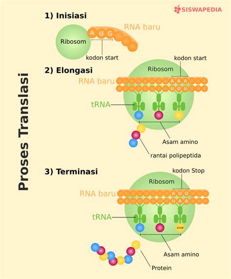Sintesis Protein Tahapan Transkripsi Dan Translasi Proses Urutan The