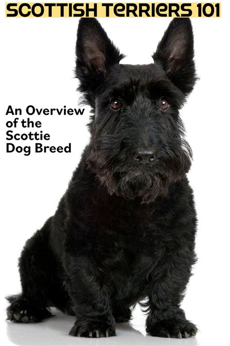 Scottish Terriers 101 An Overview Of The Scottie Dog Breed Scottie
