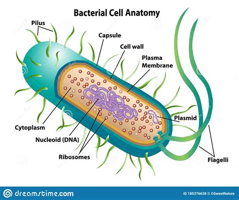 Bacterial Cell Anatomy Showing Morphology And Cell Structures Stock