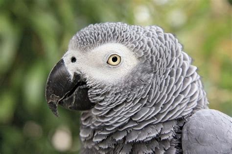 How Much Does An African Grey Parrot Cost Spend On Pet