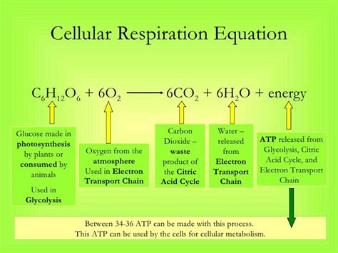 How does cellular respiration happen inside of the cell? 14 best Cellular Respiration images on Pinterest | Life ...