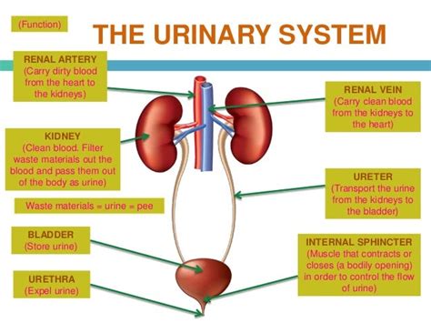 The Urinary System