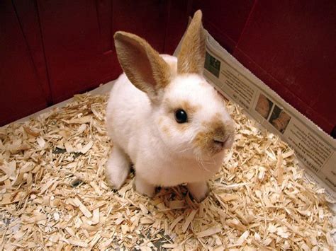 Mini Rex Rabbit Breed Information And Pictures Rabbit
