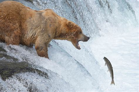 Brown Bear Catching Salmon Ursus Arctos Brooks River Katmai National