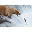 Alaskan Brown Bear Catching A Jumping Salmon Brooks Falls Ursus 