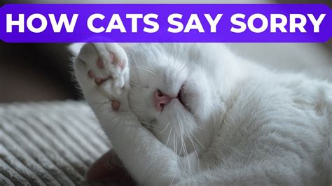 How Cats Say Sorry 5 Ways Your Cat Apologises Youtube