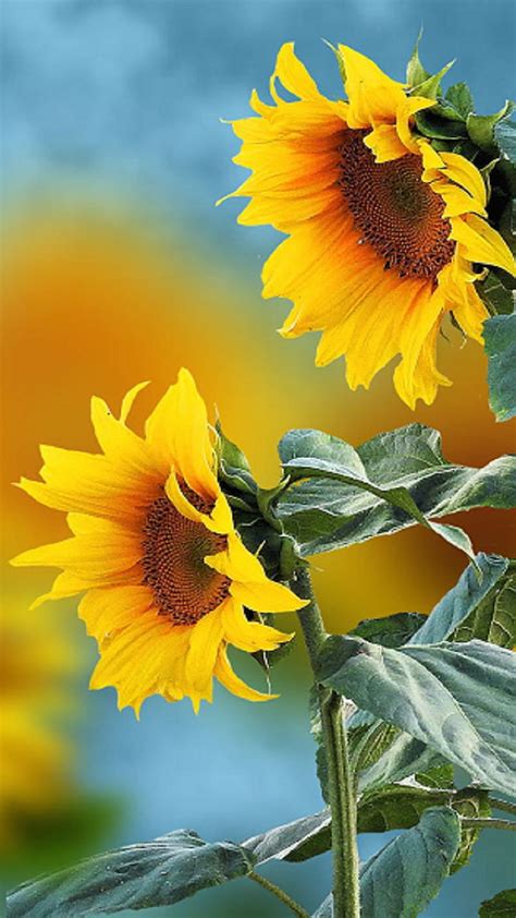Sunflowers Summer Yellow Hd Phone Wallpaper Peakpx