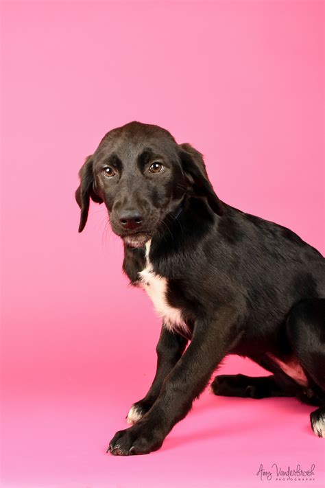 We have mixed breed puppies with pure puppy love. Available Puppies | Lifeline Puppy Rescue - Brighton, Colorado