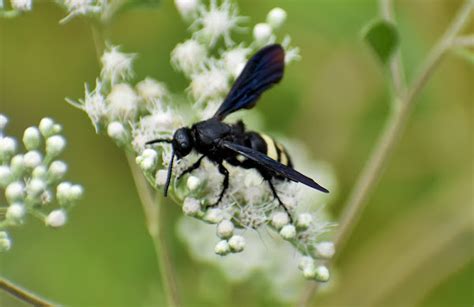Double Banded Scoliid Wasp Project Noah