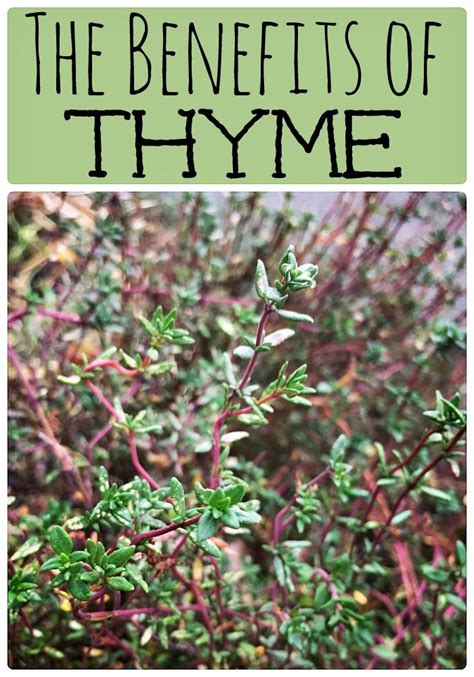 10 Reasons To Grow Thyme For Food Health And Garden Benefits Herbs