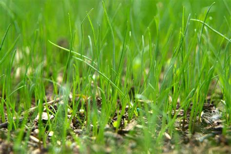 How Long Does Grass Seed Take To Grow Bbc Gardeners World Magazine