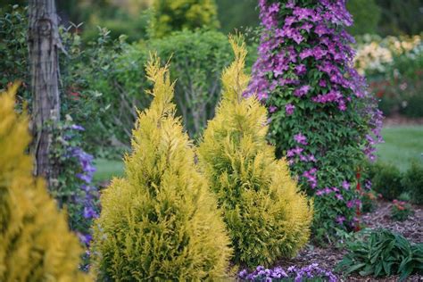 Fluffy® Western Arborvitae Thuja Plicata Evergreen Shrubs