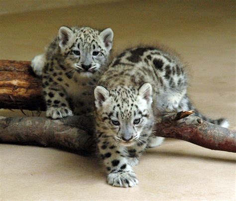 Fashion Scavenger By Faieka Dreaming Of Leopard Cubs