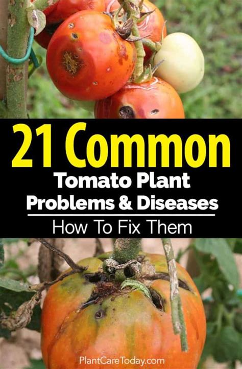 Fixes For 21 Common Tomato Plant Problems And Diseases