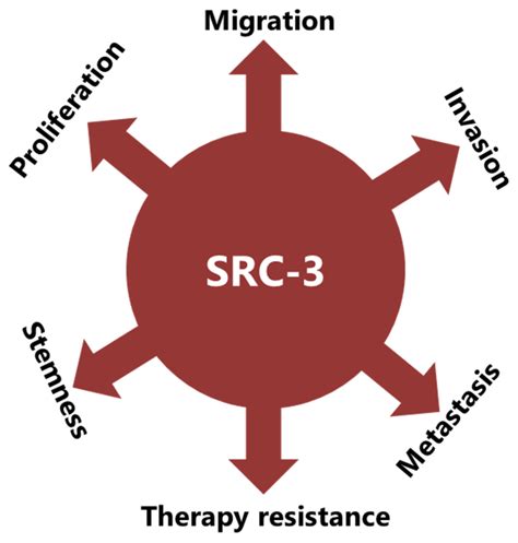 Cancers Free Full Text Critical Roles Of Src In The Development